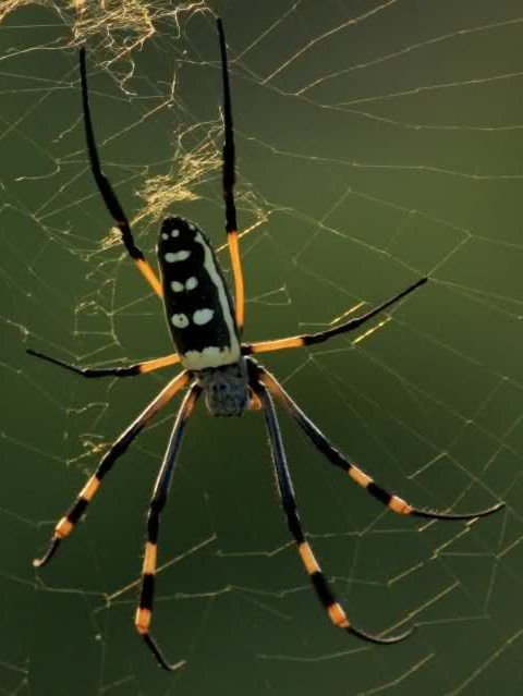 http://i1264.photobucket.com/albums/jj481/Wafrica/Arachnid/Araneae%20Spiders/Nephilasenegalensisannulata_Banded-leggedgoldenorb-webspider_Flutterby_zps40f160d0.jpg