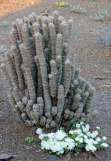 order hoodia gordonii