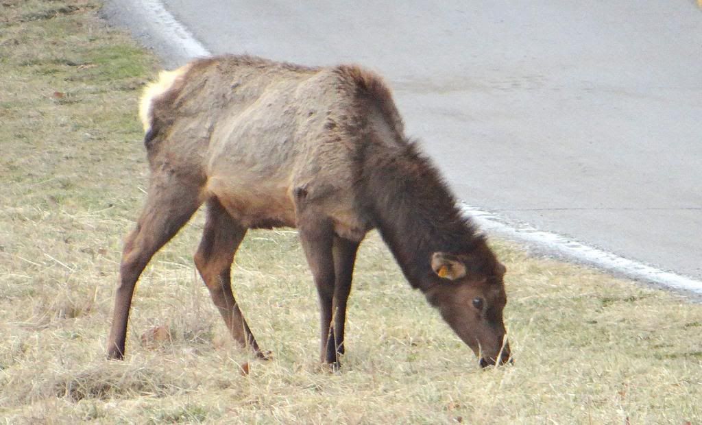 Elk fawn 090213 stl photo DSC00595.jpg