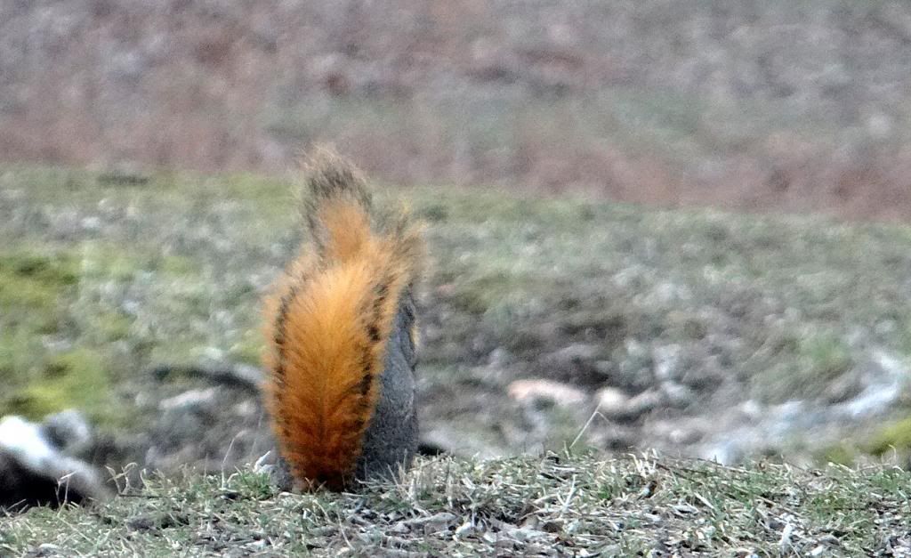 orange tled squl 090213 stl photo DSC00612.jpg