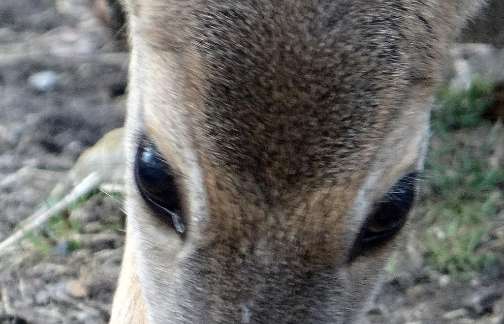 fawn eyes 090213 stl photo DSC00624.jpg