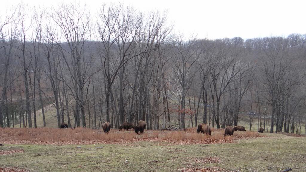 bison 090213 stl photo DSC00628.jpg