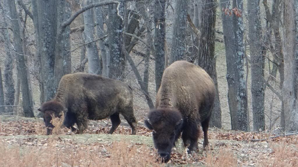 bison two 090213 stl photo DSC00630.jpg