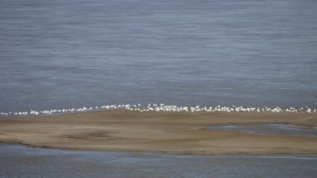 gulls rash bash 230313 photo DSC02123.jpg