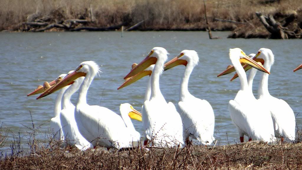 2 pelicans trash bash 230313 photo DSC02143.jpg