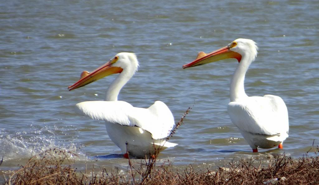 3 pelicans trash bash 230313 photo DSC02146.jpg