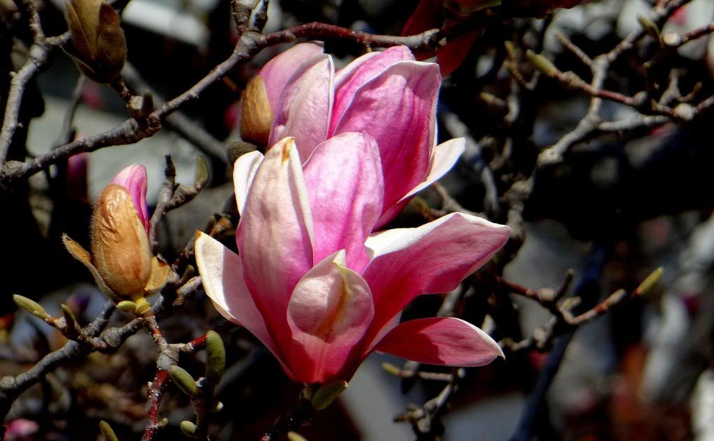 redbud bud? 050413 fp photo DSC03572.jpg