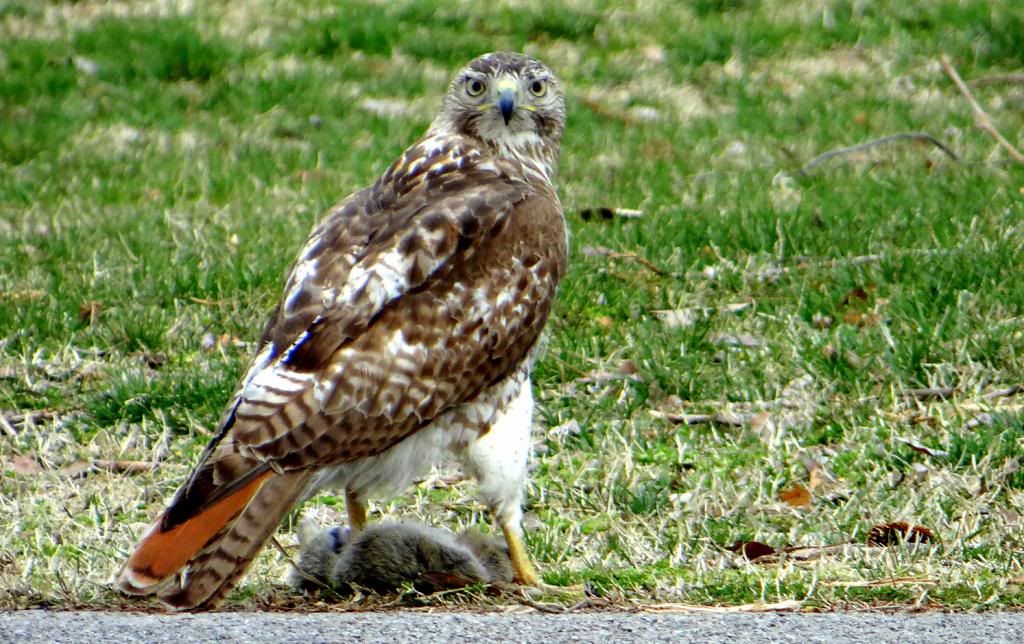 rd tld hawk with prey fp 070413 photo DSC03771.jpg