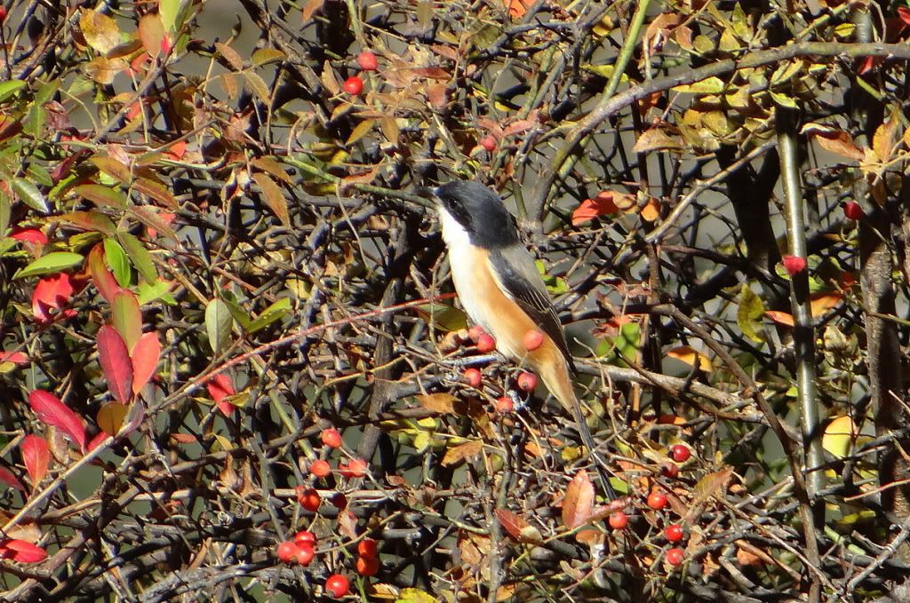 Tri clr shrike 211112 Bhutan