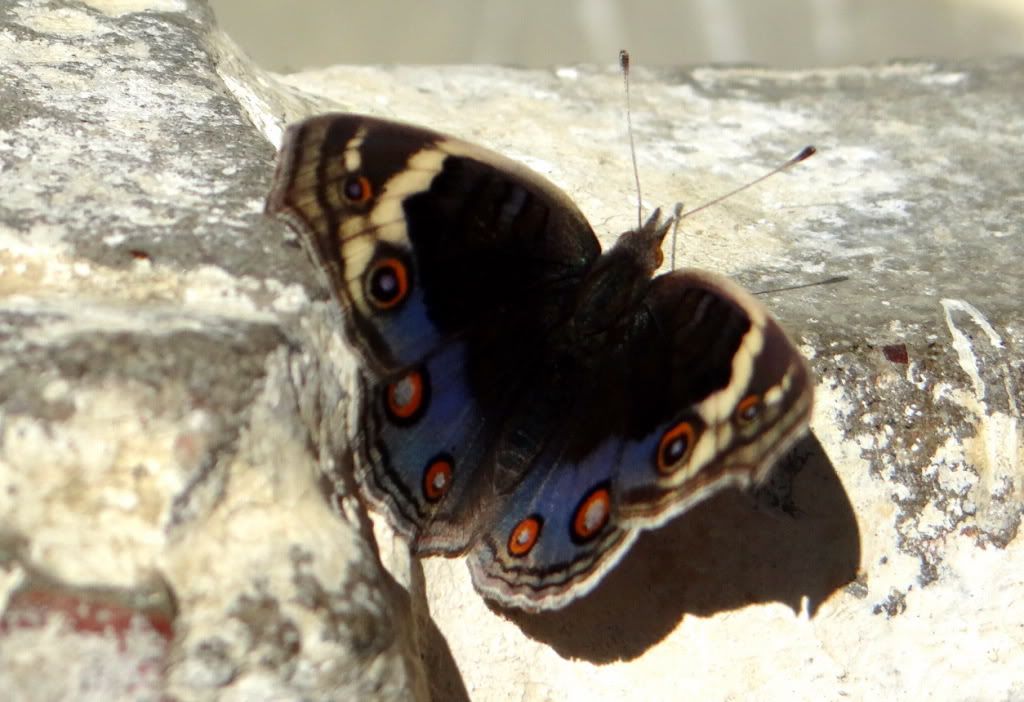 Blue Pansy 211112 Bhutan