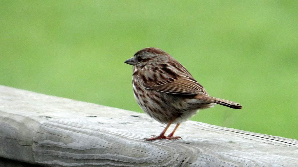 Song Sparrow 040513 fp photo DSC06066.jpg