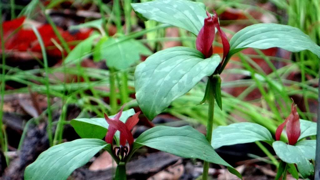 Trillium 040513 fp photo DSC06095.jpg