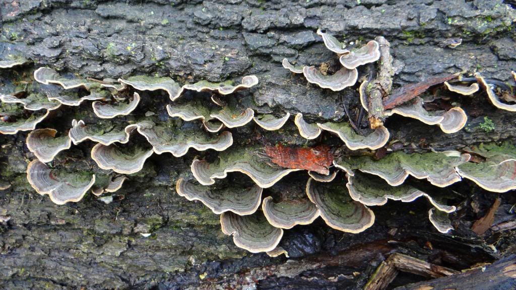 fungi 040513 fp photo DSC06099.jpg