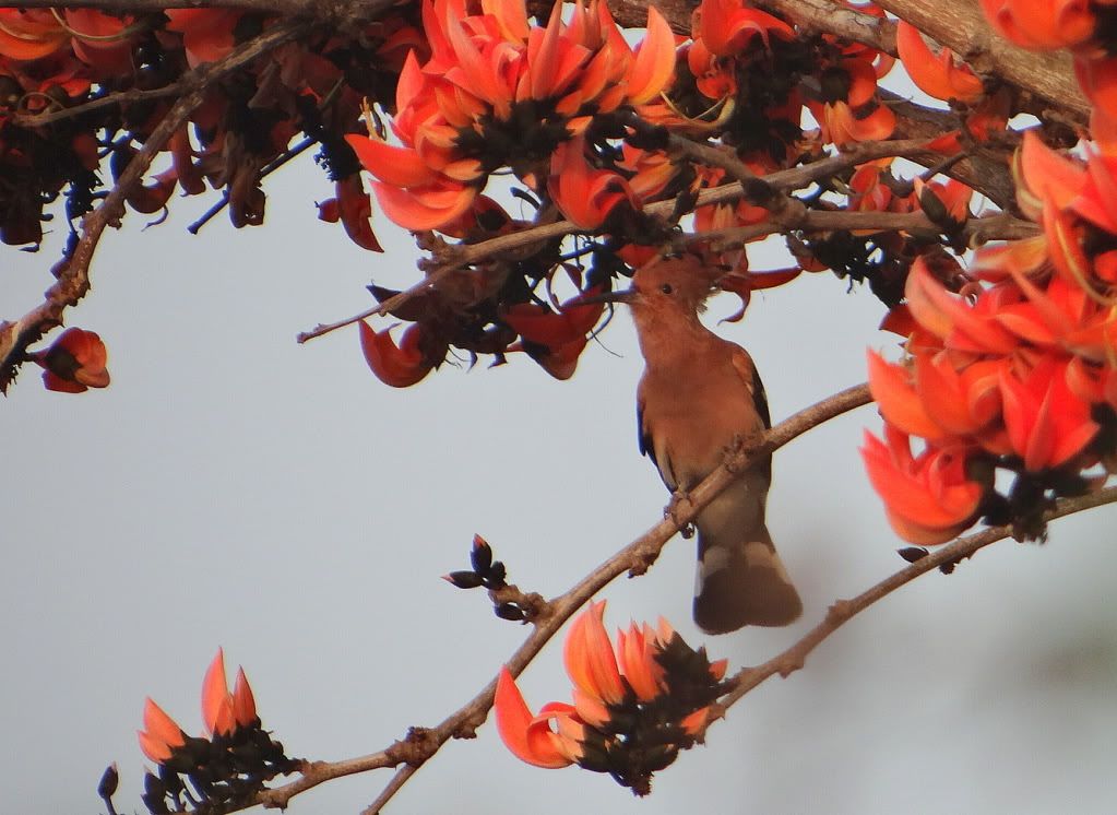 hoopoe 060113 bgz