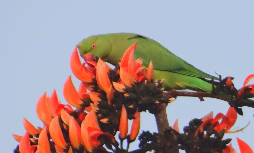 parakeet 060113 bgz