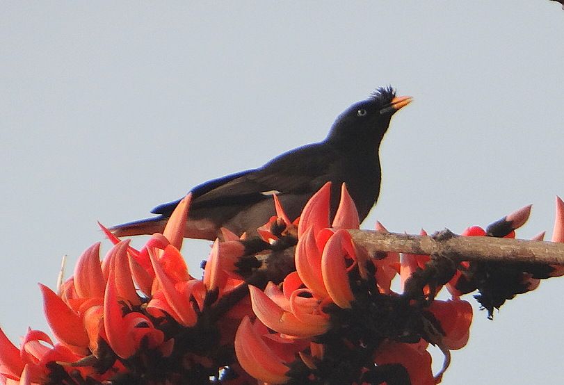 jngl myna 060113 bgz