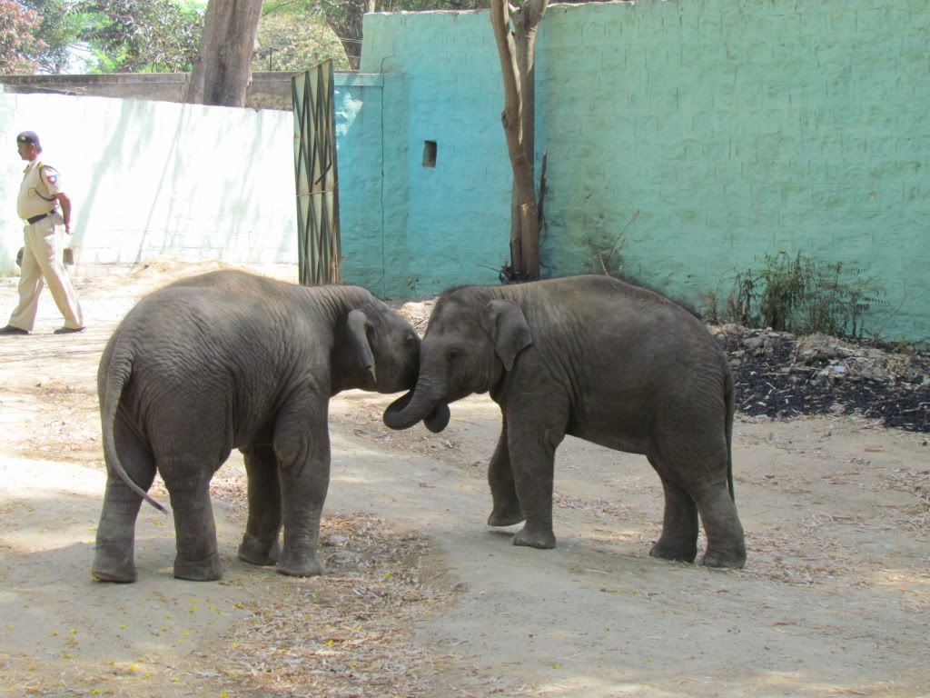 2 elephants 2 bgz 040312