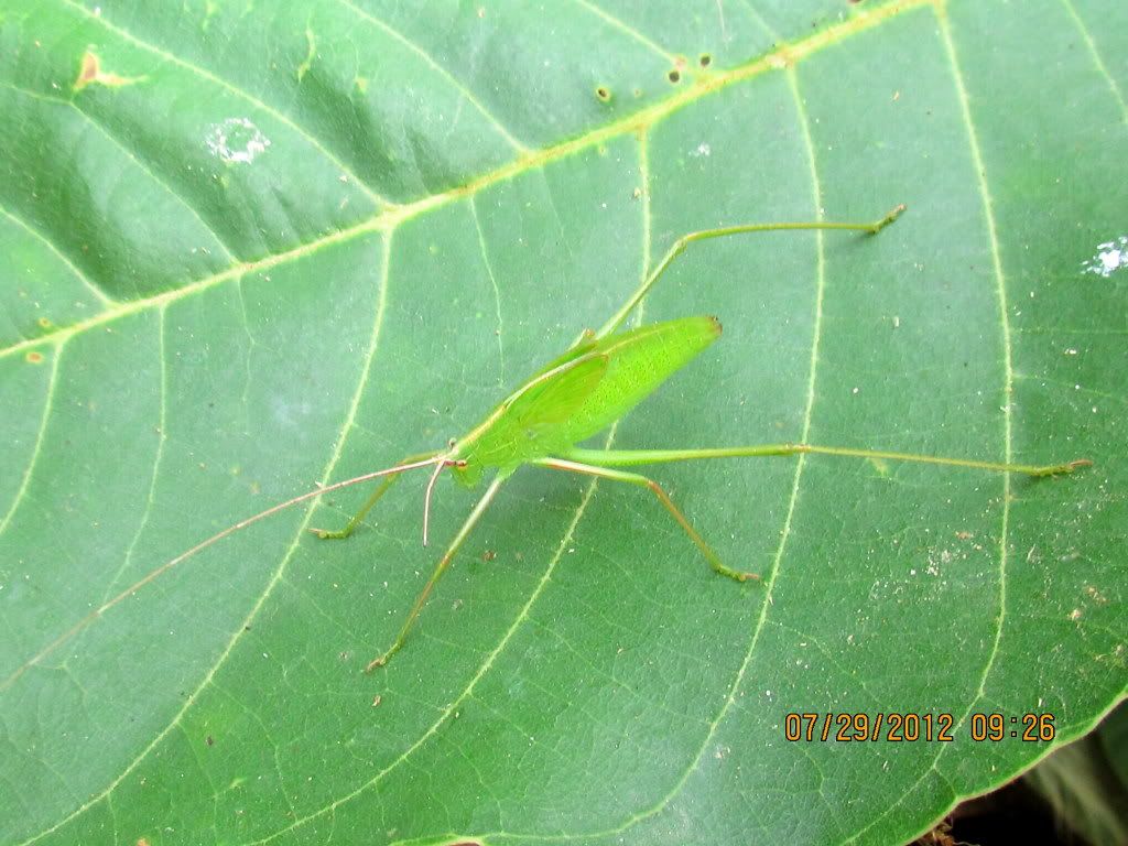 katydid 290712 jpngr resfrst