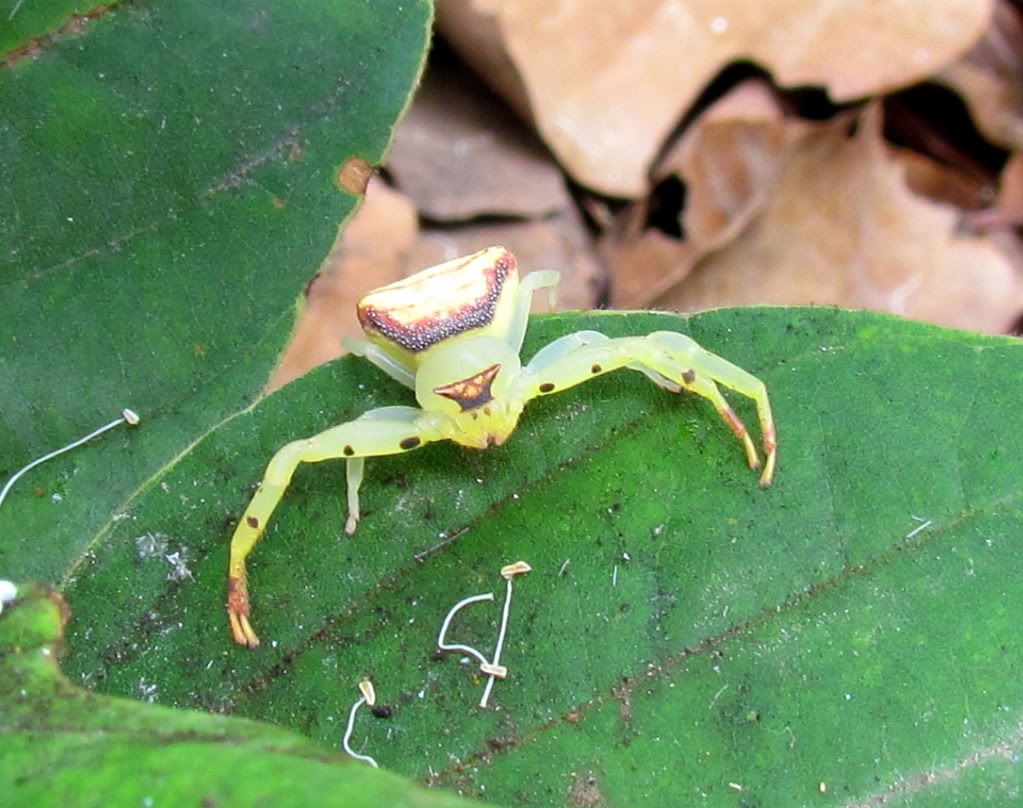 crab spider 290712 jpngr resfrst