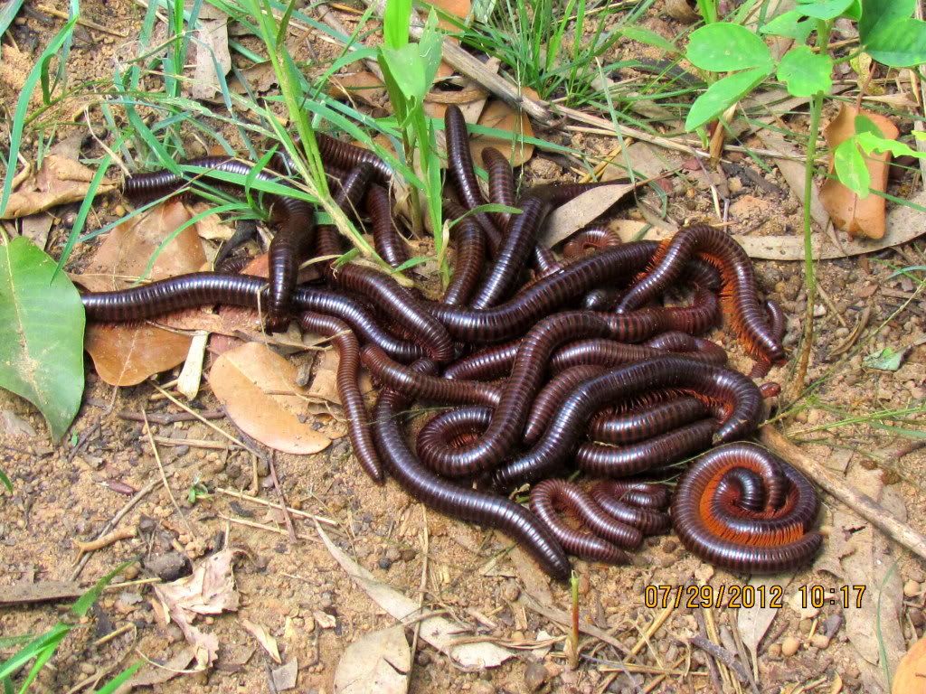 millipede nest 290712 jpngr resfrst