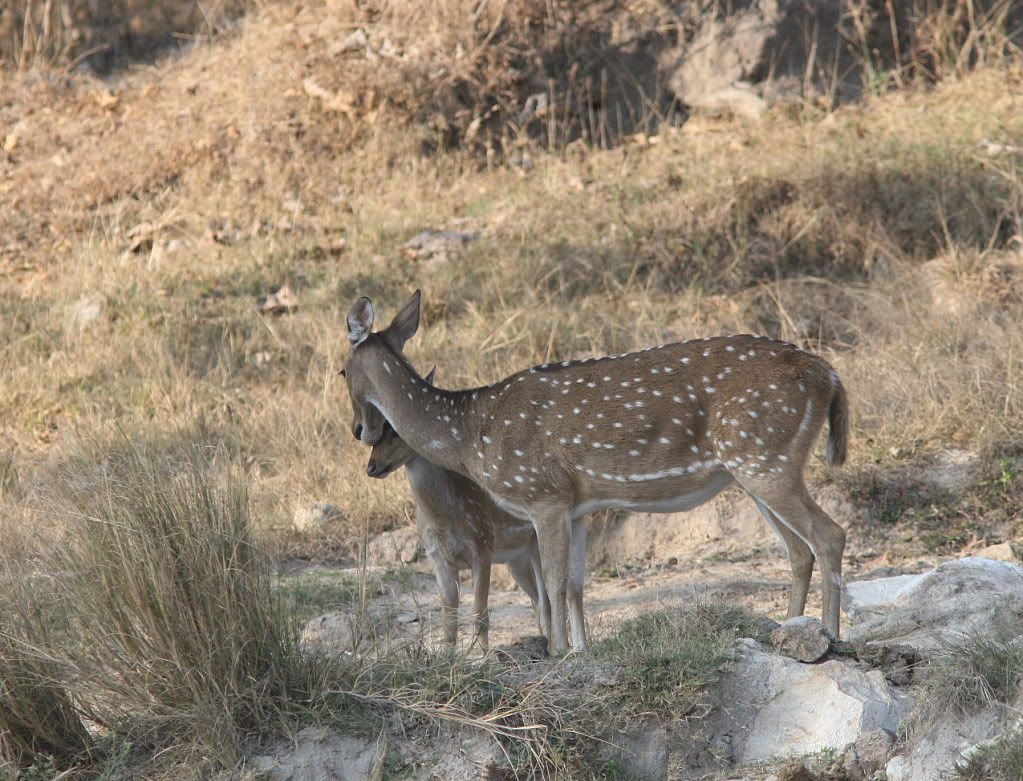 doe and fawn bndpr 040212