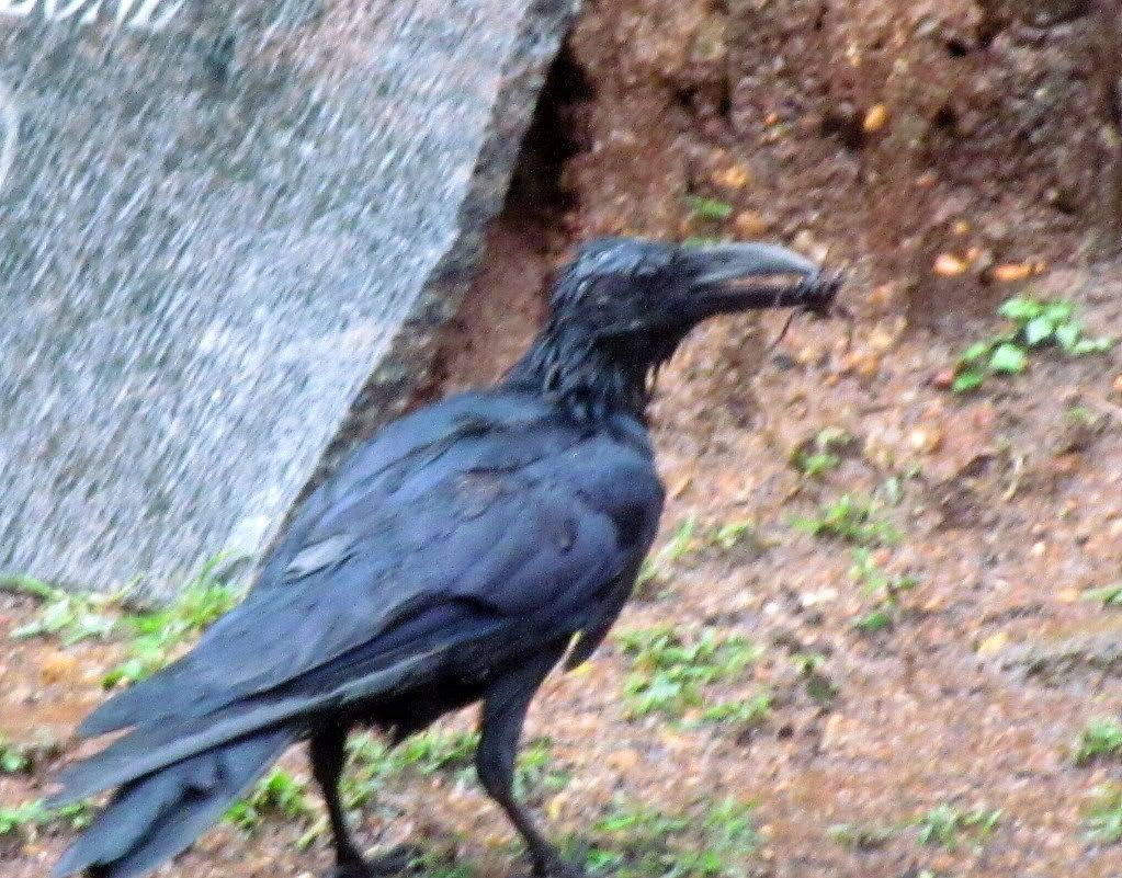 crow w beetle bg 090812
