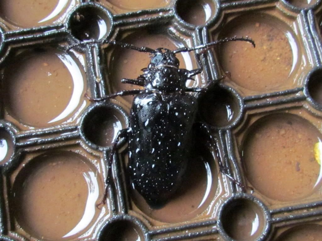 smaller beetle bg 090812