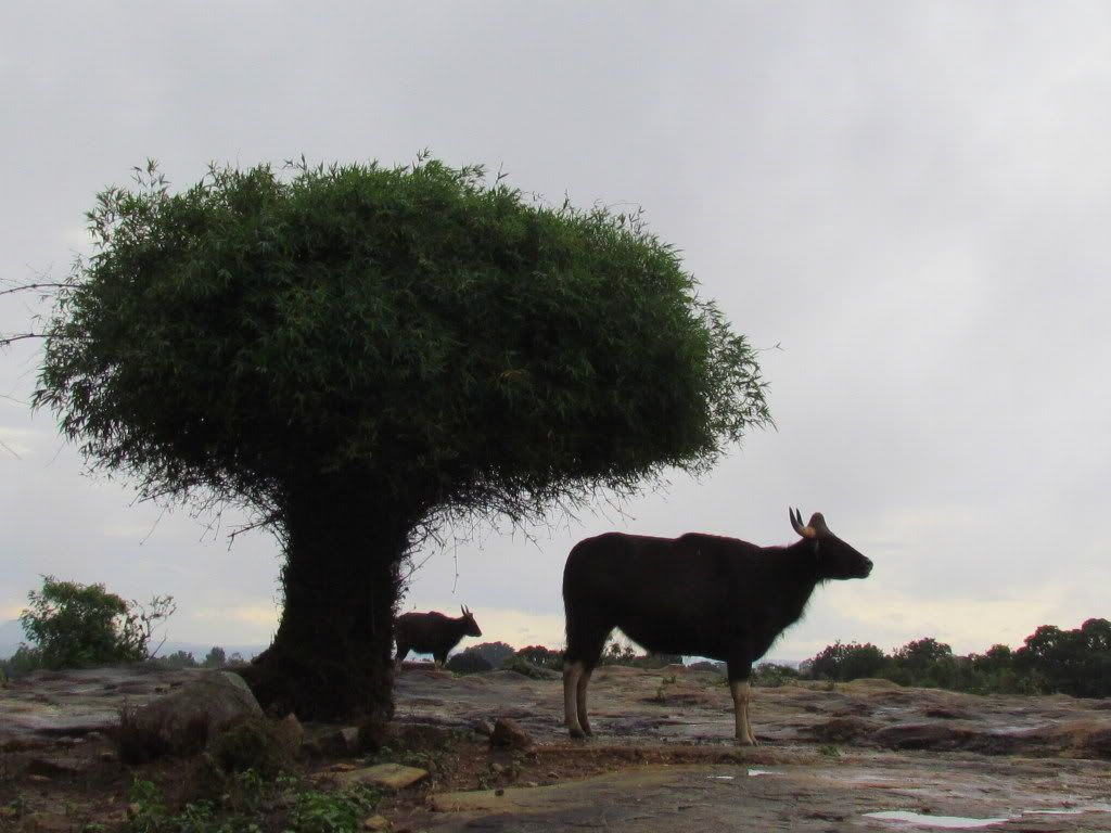 gaur and calf bg 090812