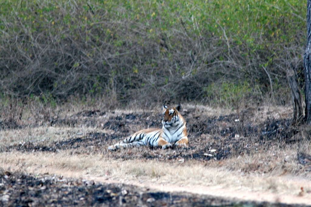 mother tgr far  bndpr 040212