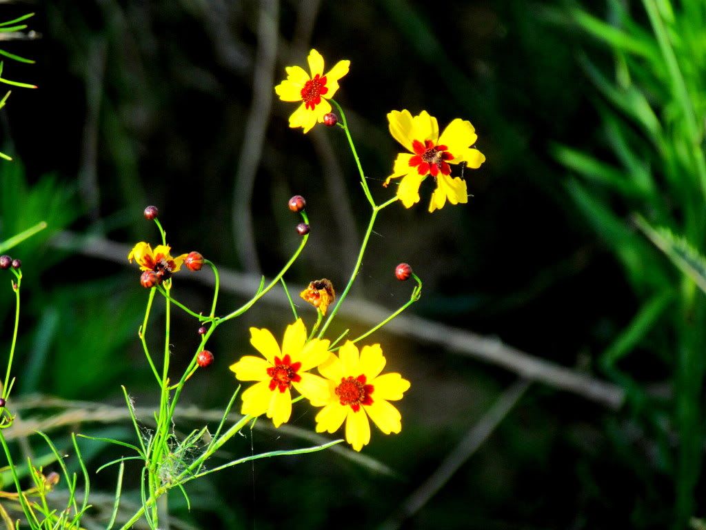 red n ylw flowers  sunset memphis 180612