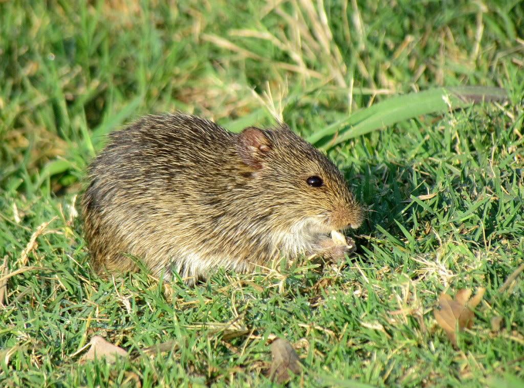 meadow vole  sunset memphis 180612