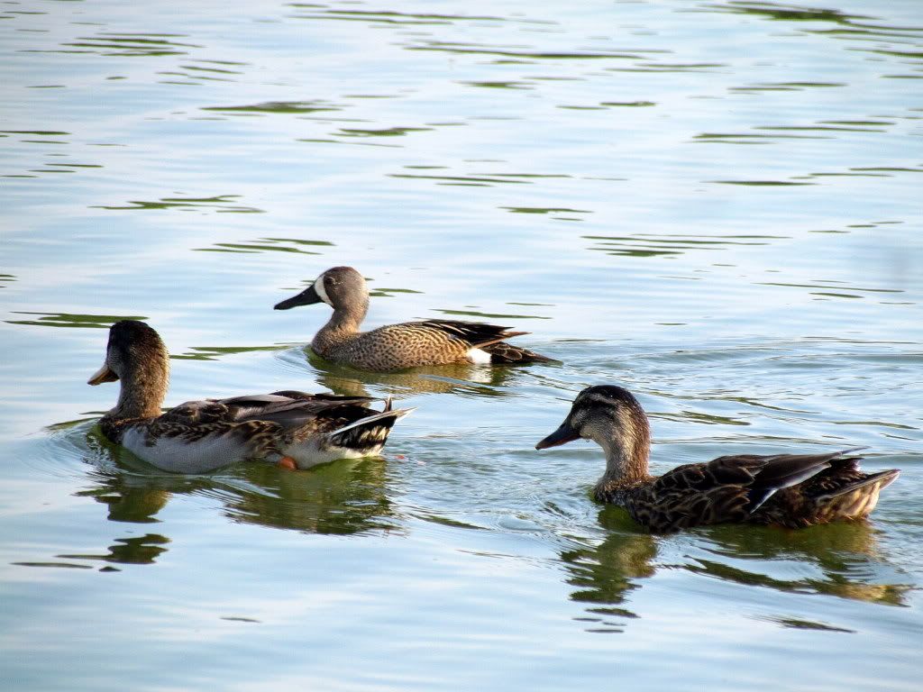 blue-winged teal  sunset memphis 180612