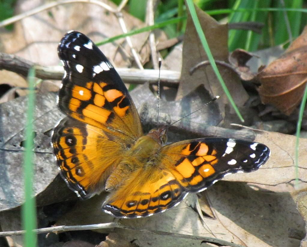 red admiral dorsal