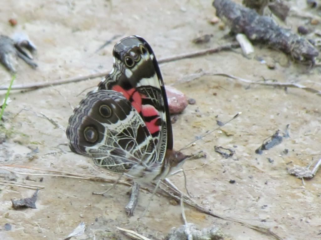 red admiral ventral  sunset memphis 180612