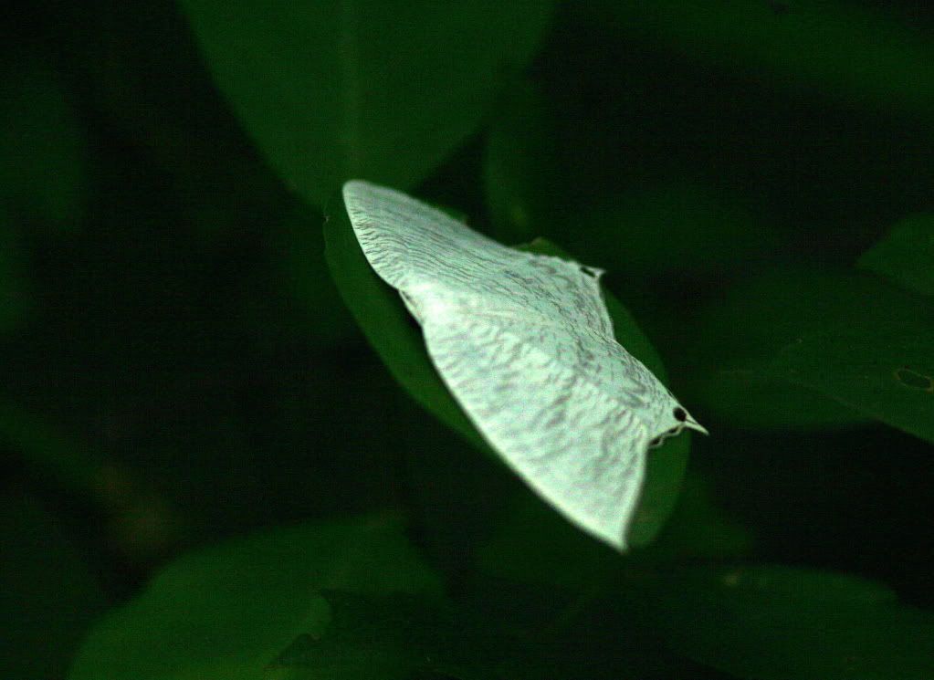 Luna Moth 080912 uganiyam