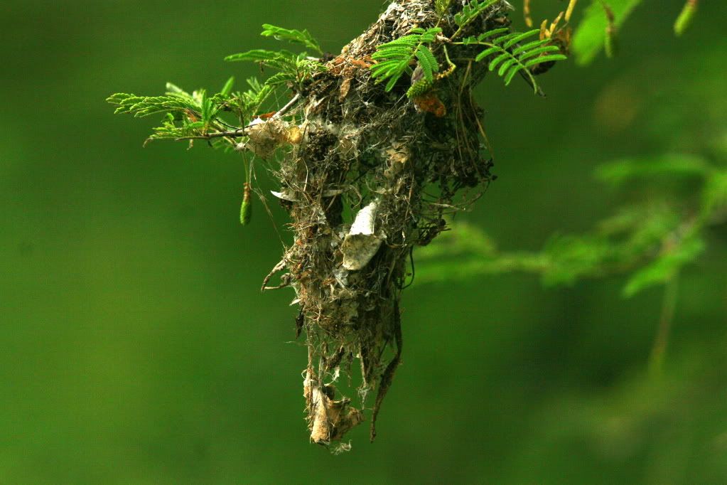 sunbird nest 080912  Uganiyam