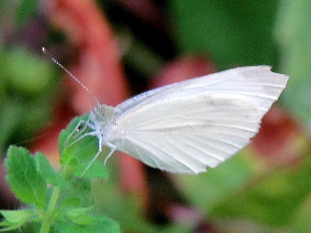 white bfly  fp 300612