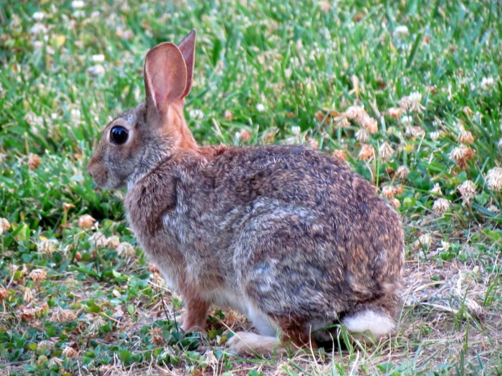 ctntl rabit  fp 300612