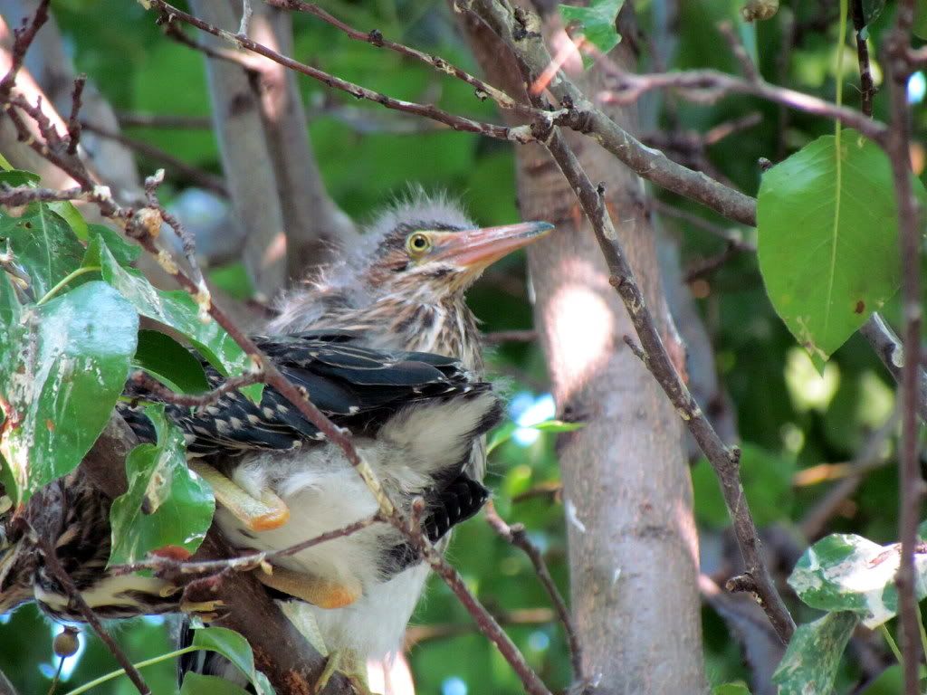 een heron nestlings 050712 fp