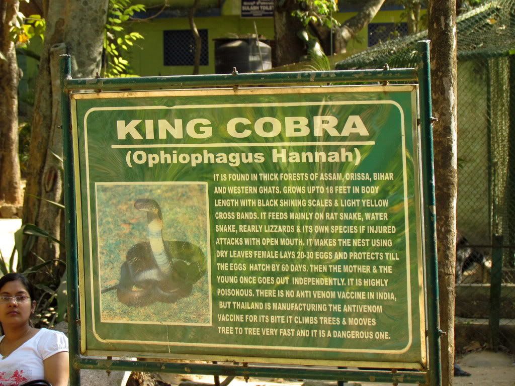 king cobra sign  bgz 180212