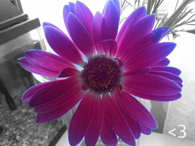 Renata-Flower Pictures, Images and Photos