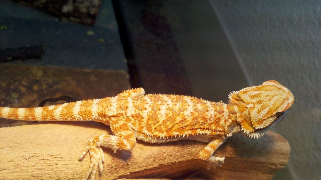 how-long-do-your-beardies-eating-habits-change-in-shed-health