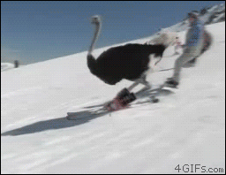 Skiing-ostrich_zpse95bdad1.gif