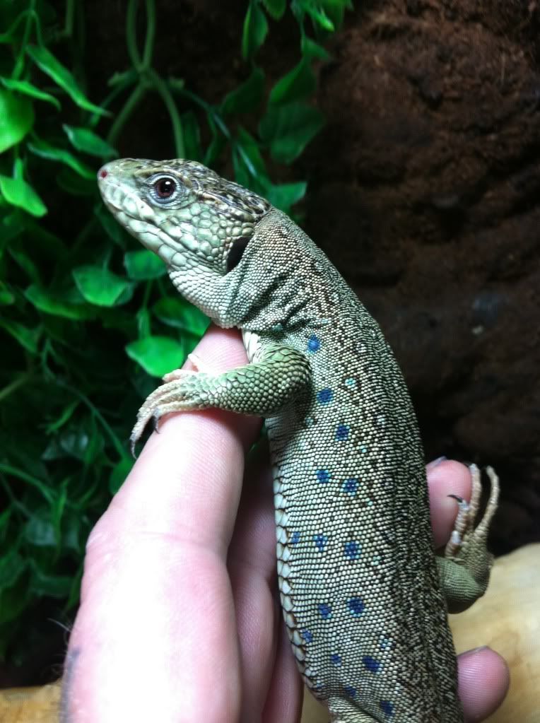 European eyed lizards Reptile Forums