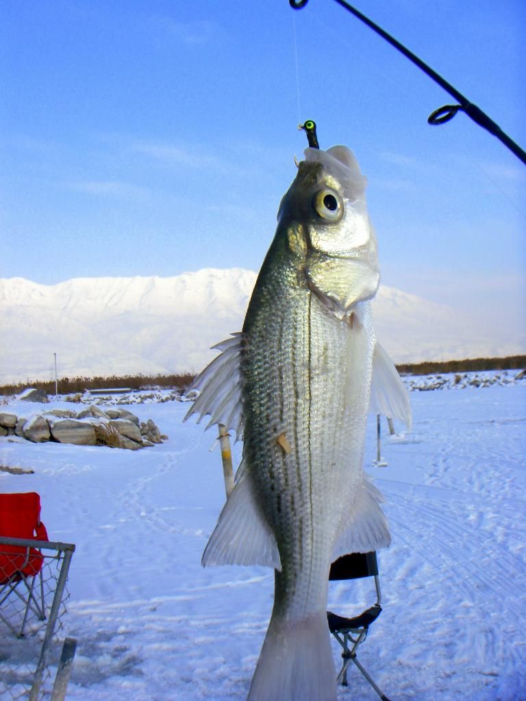 [Image: IMGP5275_zps5f9d48fc.jpg]