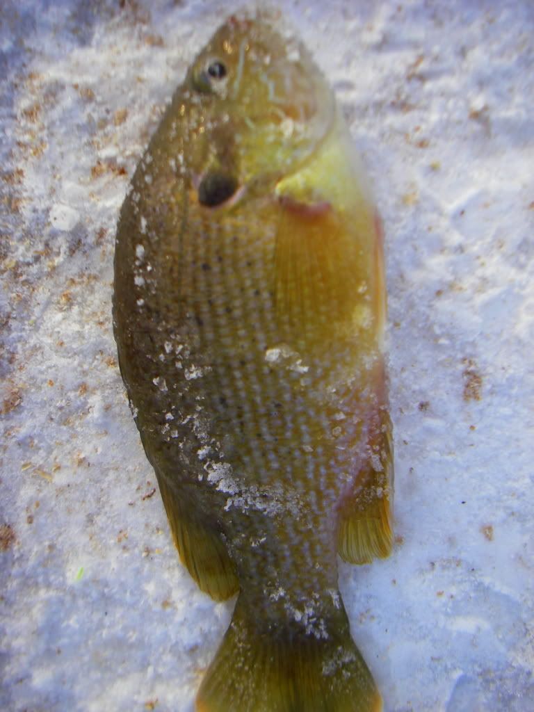 [Image: IMGP5277_zpsdb5246dd.jpg]