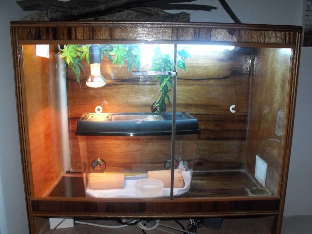 Corn snake heating? what am i doing wrong? Reptile Forums