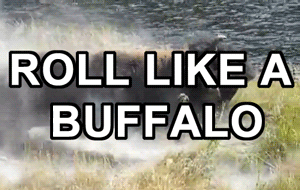 Roll like a buffalo