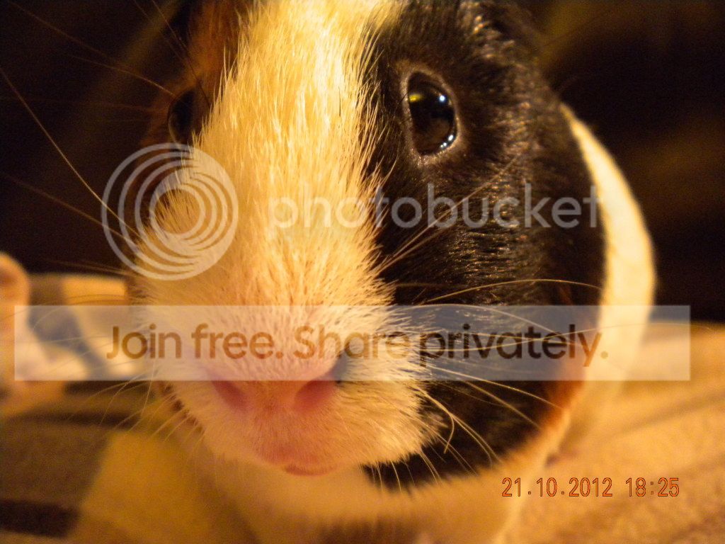 Piggies008.jpg