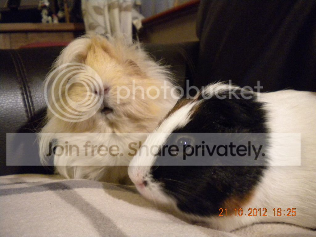 Piggies009.jpg